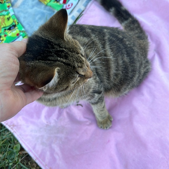 Despicable Me Minions Fleece Elastic Waist Pajama Pants PJs Bottoms Green Boys M - Picture 15 of 16